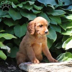 Regina, Irish Doodle Puppy